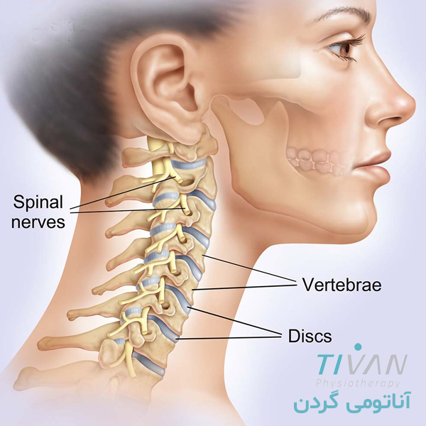آناتومی گردن