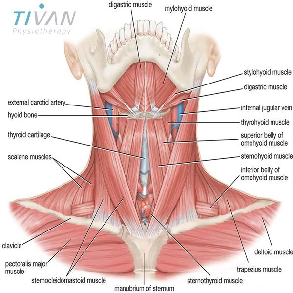 آناتومی گردن