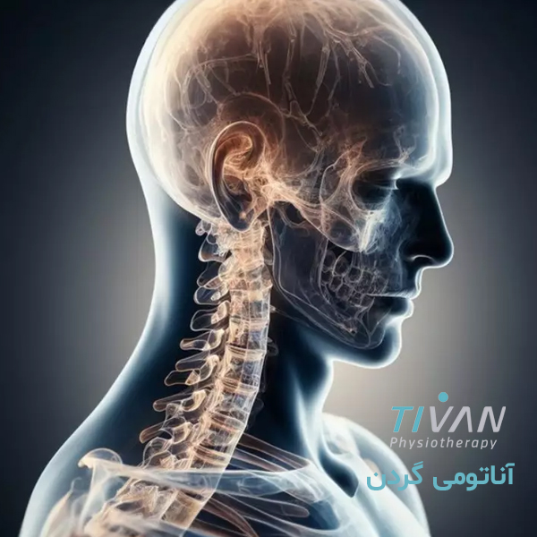 آناتومی گردن