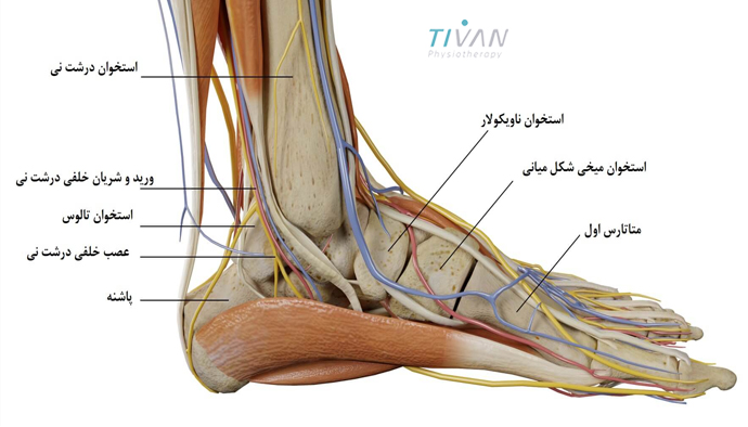 آناتومی و ساختار مچ و پا