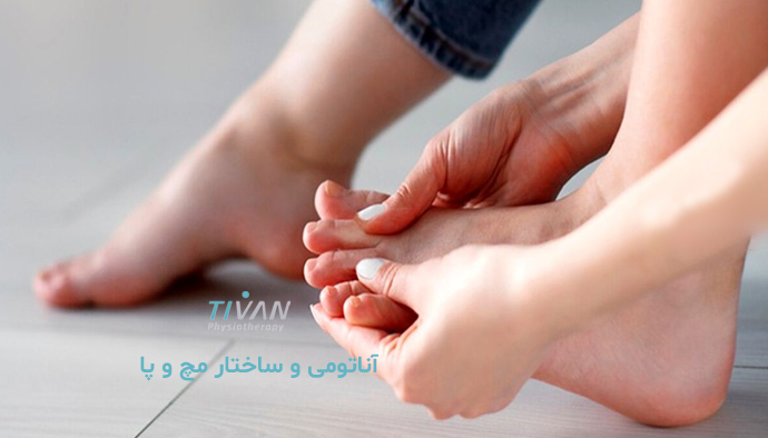 آناتومی و ساختار مچ و پا