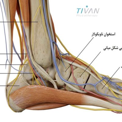 آناتومی و ساختار مچ و پا