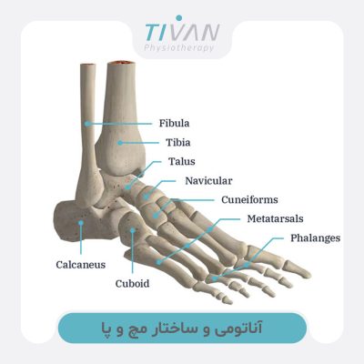 آناتومی و ساختار مچ و پا