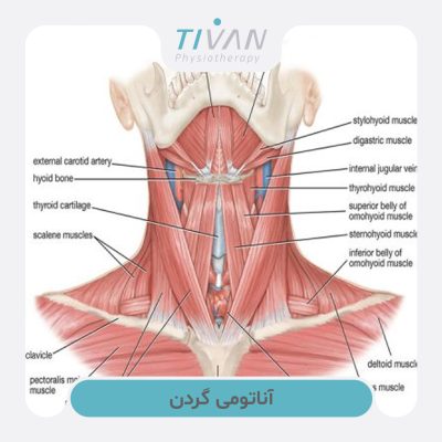 آناتومی گردن